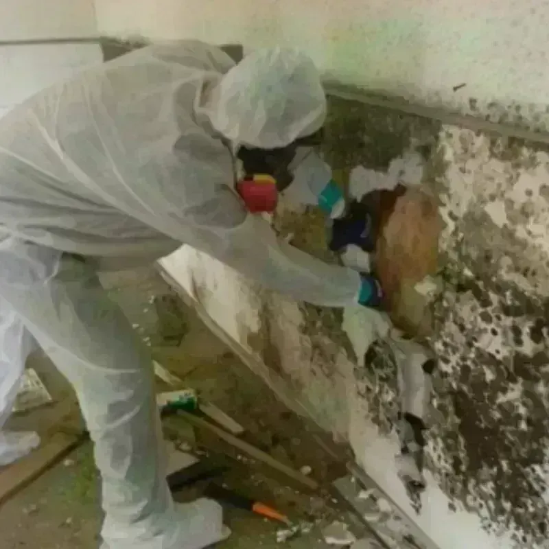 Mold Remediation and Removal in Ashford, WI